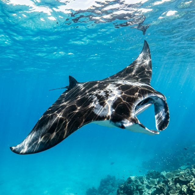 マンタベイでのシュノーケリング